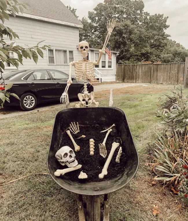 Skeleton Display in a Wheelbarrow