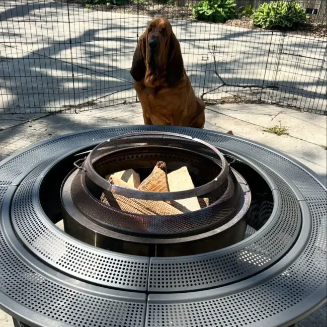 Pet-Friendly Outdoor Fire Pit