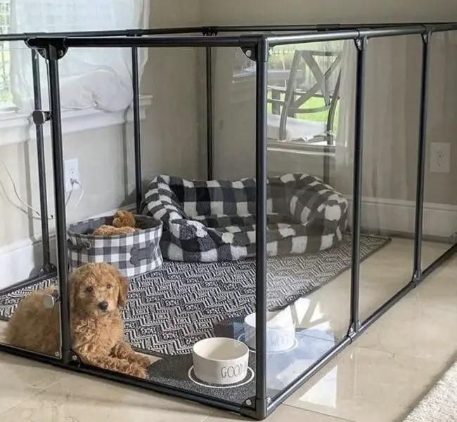 Glass-Enclosed Dog Play Area