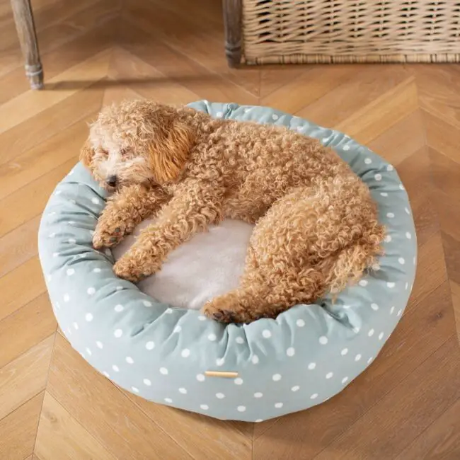 Polka Dot Plush Bed for a Poodle