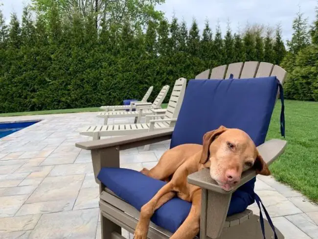 Poolside Relaxation with Cushioned Adirondack Chairs