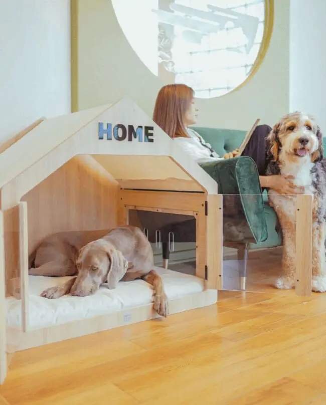 Modern Dog House with Fun Details