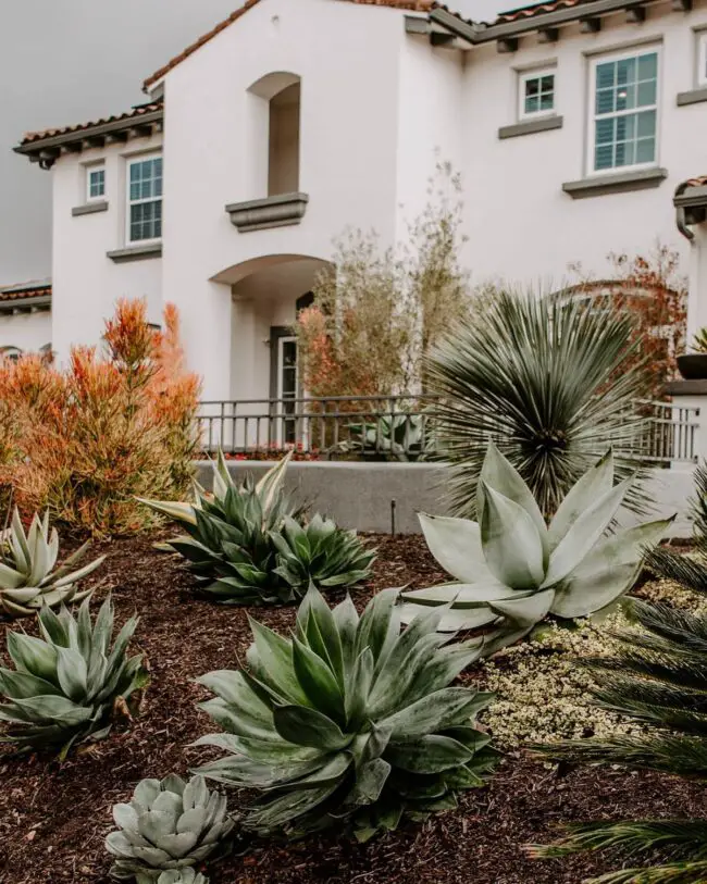 Desert Agave Accents