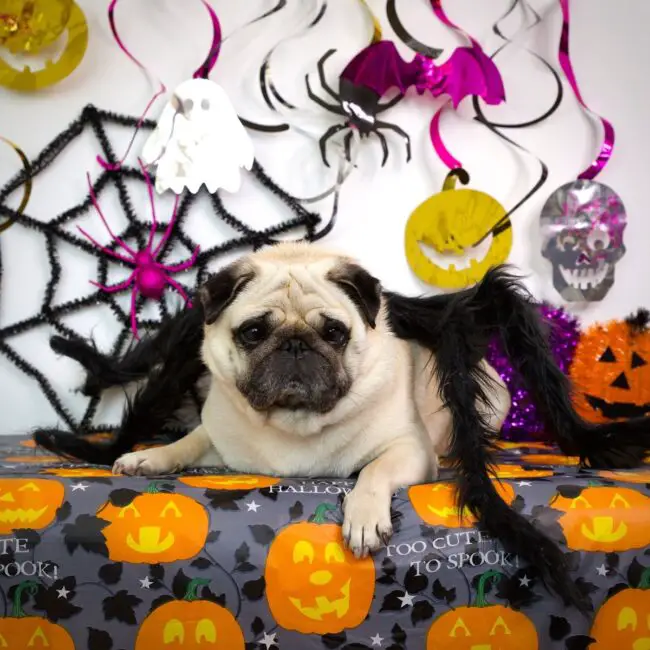 Fun Halloween Pet Decorations