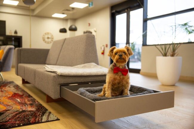 Hidden Bed Drawer for a Yorkshire Terrier