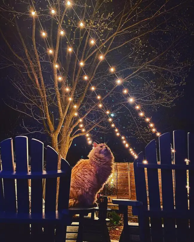 A Cat Beneath the Fairy Lights