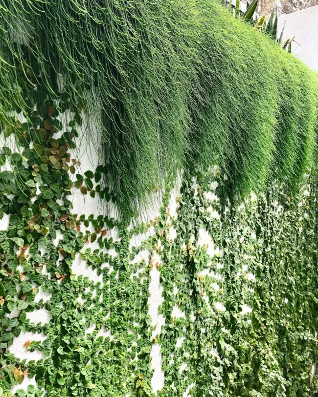 Cascade of Lush Greenery