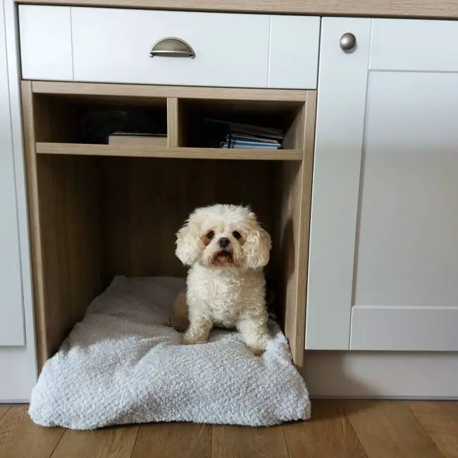 Bichon Frise’s Cozy Kitchen Nook